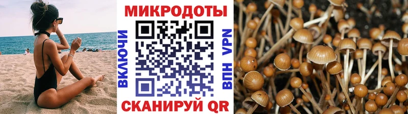 блэк спрут как войти  Чернушка  Галлюциногенные грибы Cubensis 
